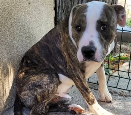 Adoption animaux Beziers Hérault - Photos Vivastreet Chien ALDO à l adoption