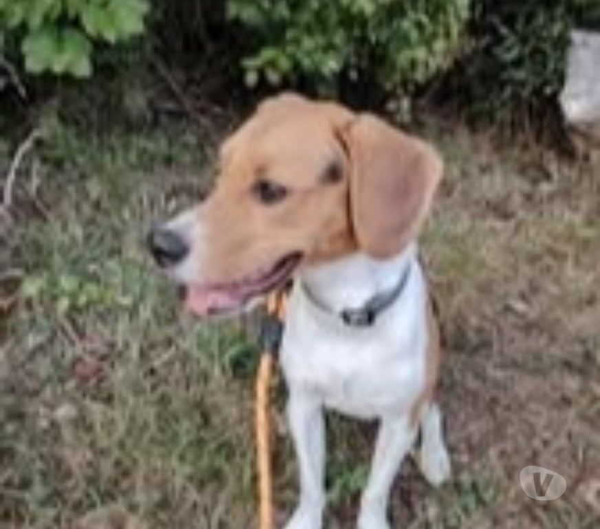 Don animaux Drôme Valence - 26000 - Photos Vivastreet Chien ARTHUS à l adoption