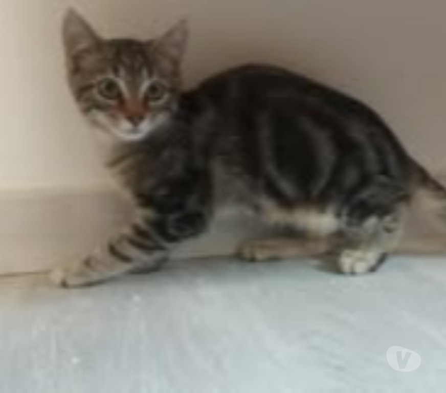 Don animaux Ardèche Guilherand Granges - 07500 - Photos Vivastreet Chat COMETE à l adoption