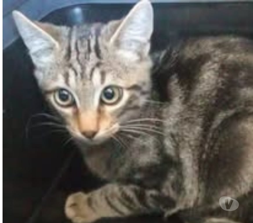 Don animaux Ardèche Guilherand Granges - 07500 - Photos Vivastreet Chat COMETE à l adoption