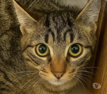 Adoption animaux Guilherand Granges Ardèche - Photos Vivastreet Chat COMETE à l adoption