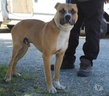 Adoption animaux Caubeyres Lot-et-Garonne - Photos Vivastreet Chien VICO à l adoption