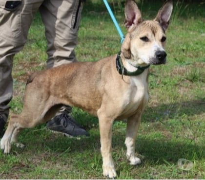 Adoption animaux Caubeyres Lot-et-Garonne - Photos Vivastreet Chien NALAH à l adoption