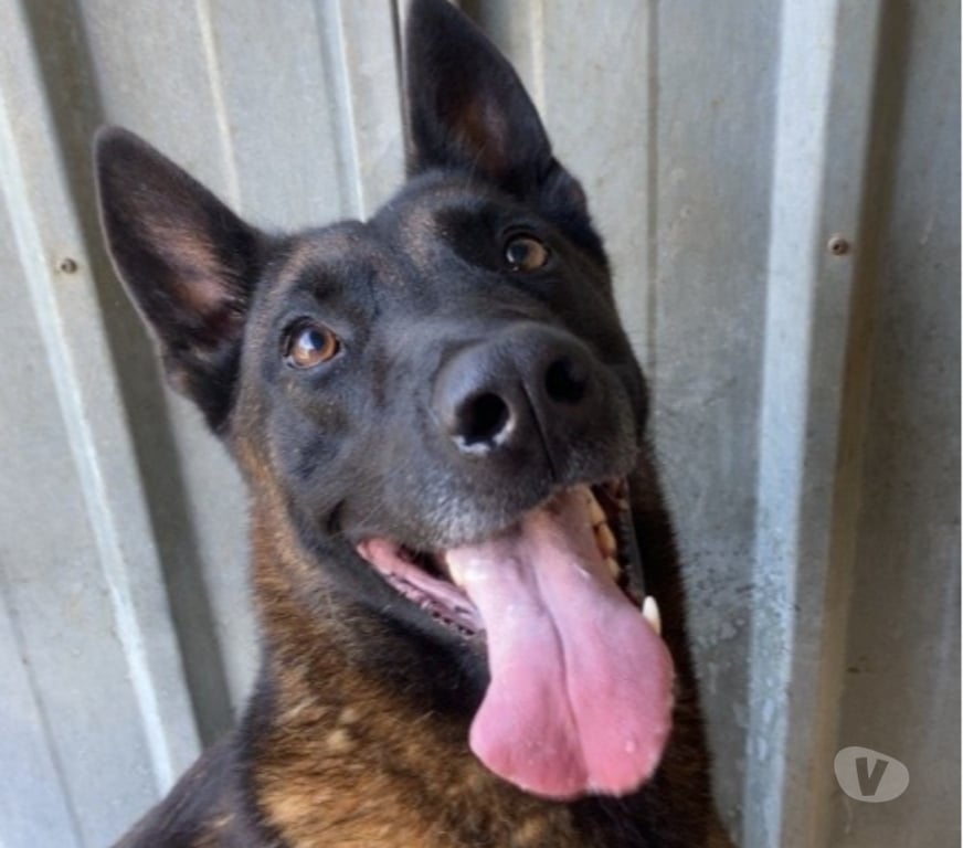 Don animaux Lot-et-Garonne Caubeyres - 47160 - Photos Vivastreet Chien POLO à l adoption