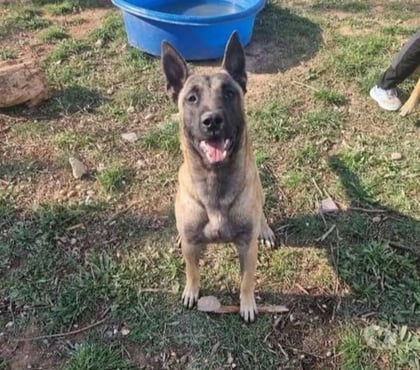 Don animaux Marseille Marseille - Photos Vivastreet Chien VIPER à l adoption