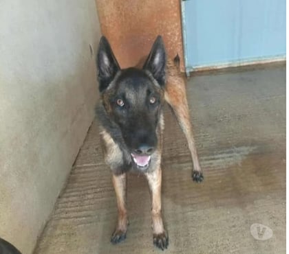 Don animaux Marseille Marseille - Photos Vivastreet Chien SAPHIR à l adoption