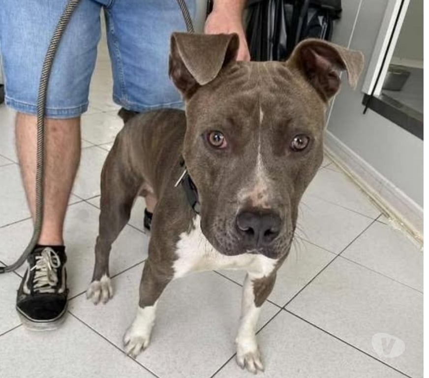 Don animaux Bouches-du-Rhône Marseille - Photos Vivastreet Chien TAXI à l adoption