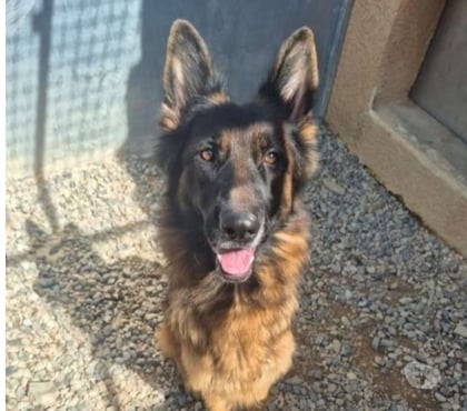 Don animaux Marseille Marseille - Photos Vivastreet Chien TEXAS à l adoption