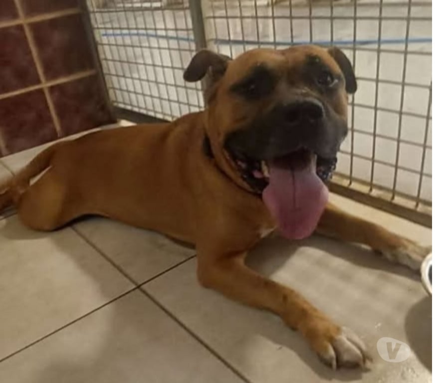Don animaux Bouches-du-Rhône Marseille - Photos Vivastreet Chien SAFRAN à l adoption