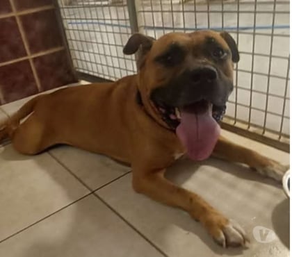 Don animaux Marseille Marseille - Photos Vivastreet Chien SAFRAN à l adoption