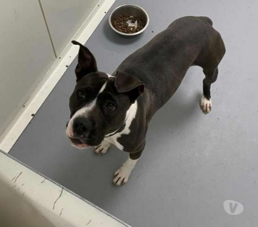 Don animaux Bouches-du-Rhône Marseille - Photos Vivastreet Chien NINA à l adoption