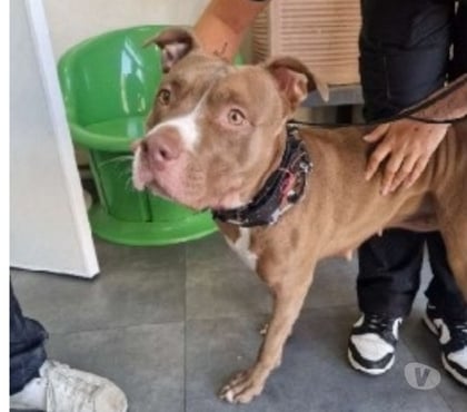 Don animaux Marseille Marseille - Photos Vivastreet Chien NEROBI à l adoption