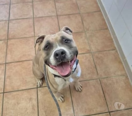 Don animaux Marseille Marseille - Photos Vivastreet Chien TYRON à l adoption