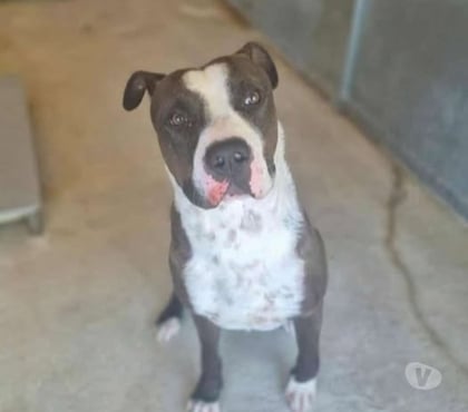 Don animaux Marseille Marseille - Photos Vivastreet Chien USKO à l adoption
