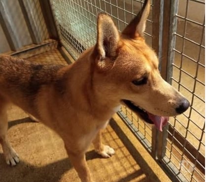 Don animaux Marseille Marseille - Photos Vivastreet Chien MILKY à l adoption