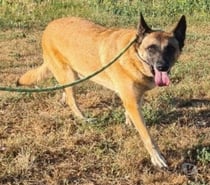 Chien SALLY à l adoption