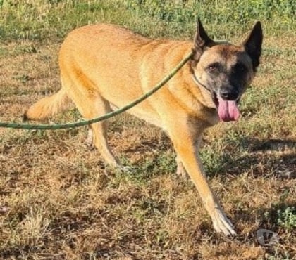 Don animaux Vias Hérault - Photos Vivastreet Chien SALLY à l adoption