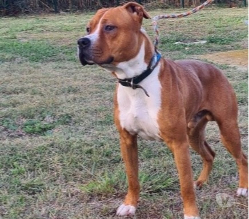 Don animaux Hérault Vias - 34450 - Photos Vivastreet Chien TACK à l adoption