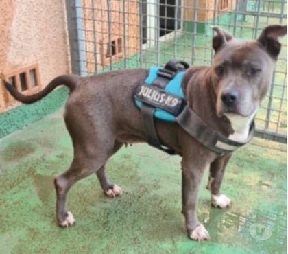 Adoption animaux Vias Hérault - Photos Vivastreet Chien LADY à l adoption