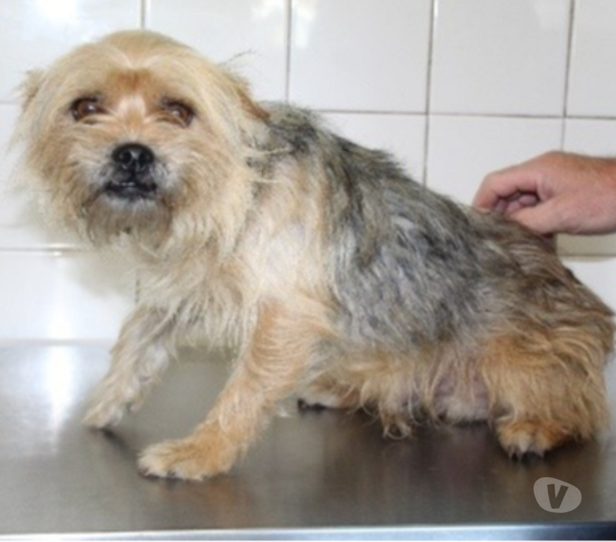 Don animaux Lot-et-Garonne Caubeyres - 47160 - Photos Vivastreet Chien CHASE à l adoption