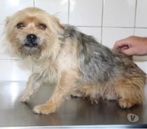 Chien CHASE à l adoption