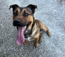 Chien VINYL à l adoption