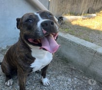 Chien BAILA à l adoption