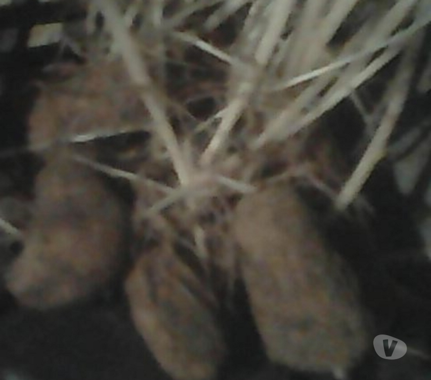  Savoie Sonnaz - 73000 - Photos Vivastreet P.de terre Amandine à dégermer