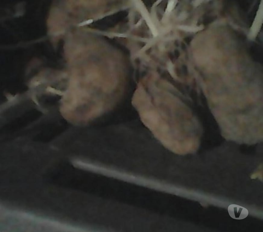  Savoie Sonnaz - 73000 - Photos Vivastreet P.de terre Amandine à dégermer