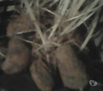 P.de terre Amandine à dégermer