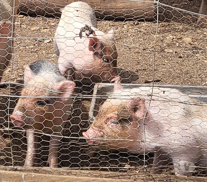 Vente Deux-Sèvres Messe - 79120 - Photos Vivastreet vends cochon nain