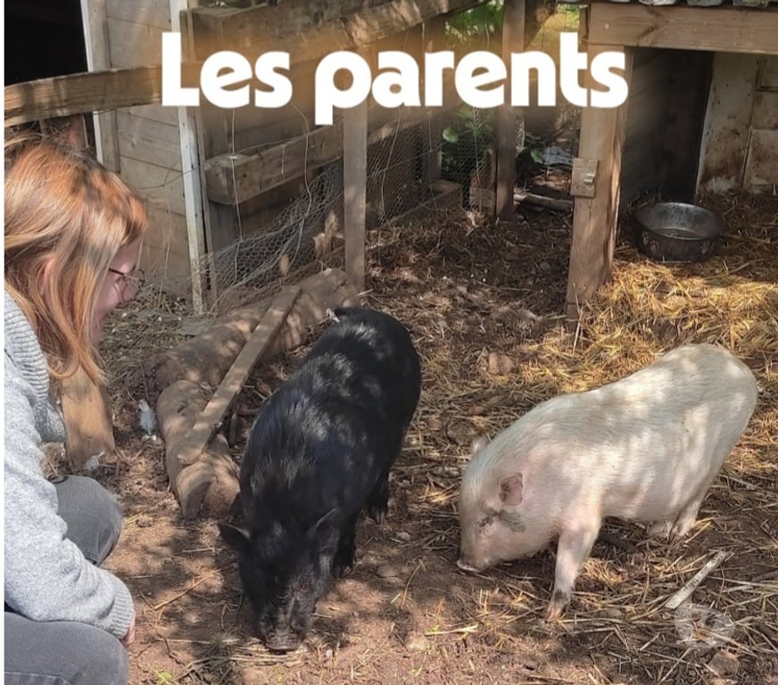 Vente Deux-Sèvres Messe - 79120 - Photos Vivastreet vends cochon nain