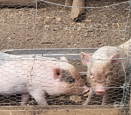 Vente animaux Messe Deux-Sèvres - Photos Vivastreet vends cochon nain