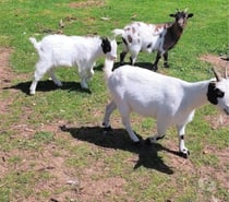 chèvre naine et son petit