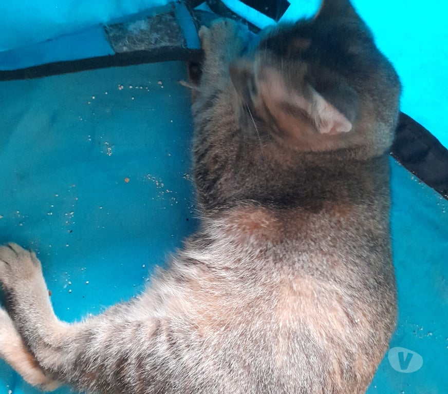 Vente Vendée Bois de Cene - 85710 - Photos Vivastreet Aloha chatte réunion