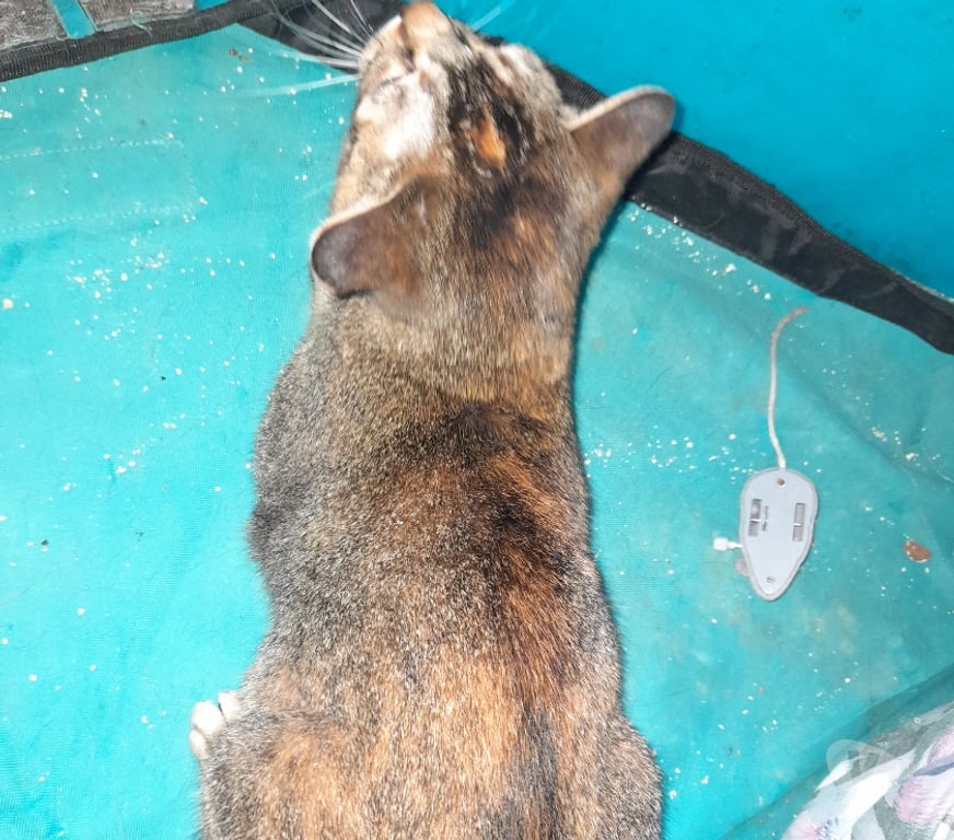 Vente Vendée Bois de Cene - 85710 - Photos Vivastreet Aloha chatte réunion