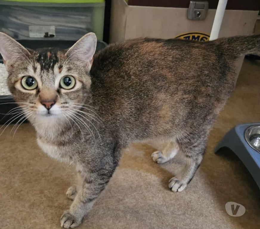 Vente Vendée Bois de Cene - 85710 - Photos Vivastreet Aloha chatte réunion