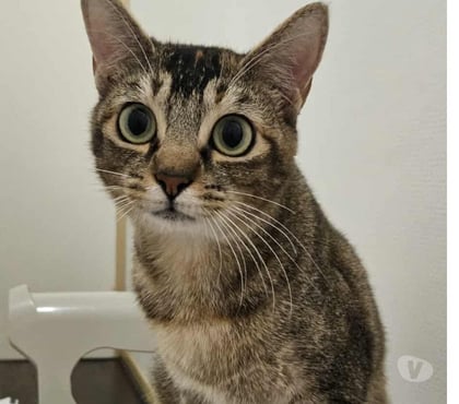 Vente animaux Bois de Cene Vendée - Photos Vivastreet Aloha chatte réunion