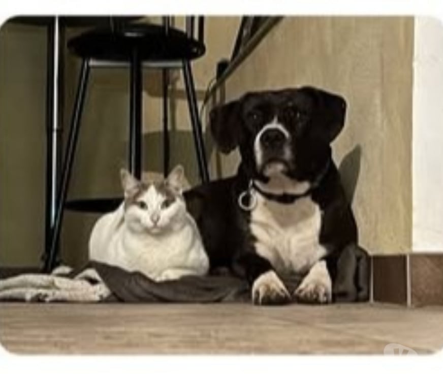 Don animaux Gard Ales - 30100 - Photos Vivastreet Chien LOUKI à l adoption