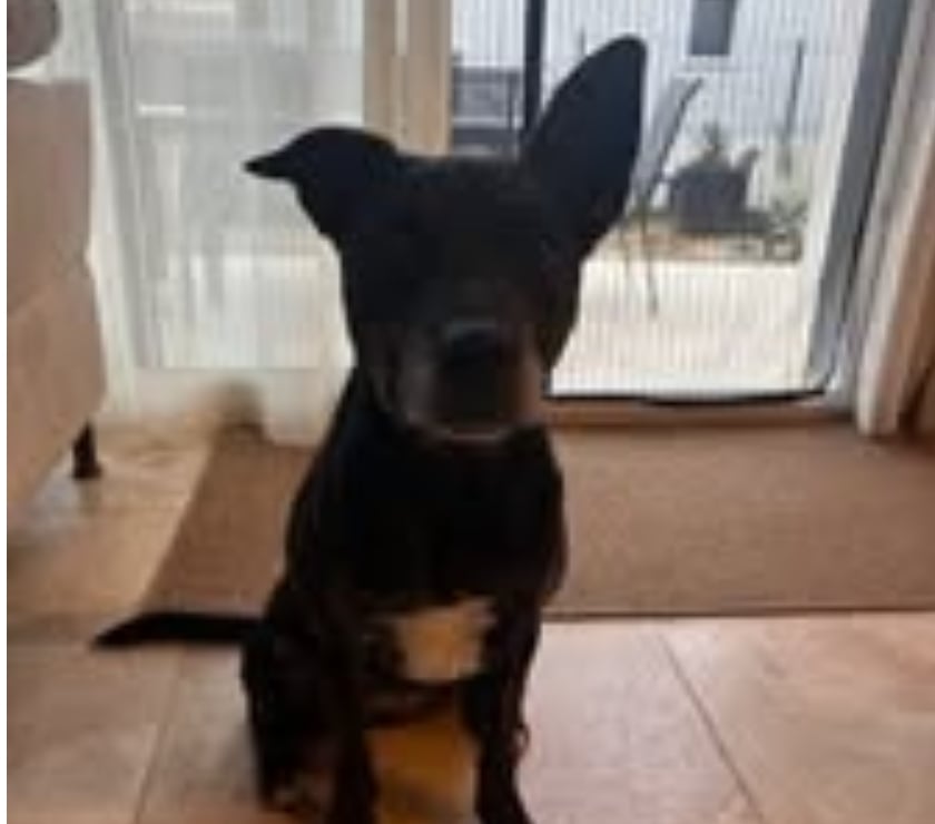 Adoption animaux St Paul Trois Chateaux Drôme - Photos Vivastreet Chien MAYA à l adoption