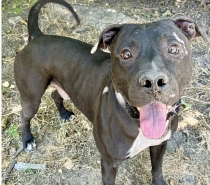 Adoption animaux Beziers Hérault - Photos Vivastreet Chien ARISTOTE à l adoption