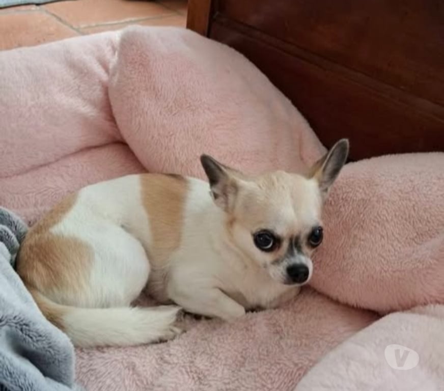 Don animaux Drôme Valence - 26000 - Photos Vivastreet Chien NIKITA à l adoption