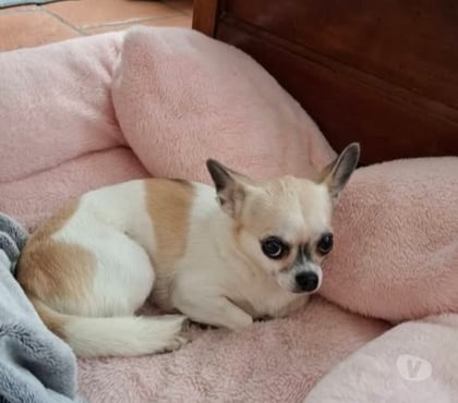 Don Valence Drôme - Photos Vivastreet Chien NIKITA à l adoption