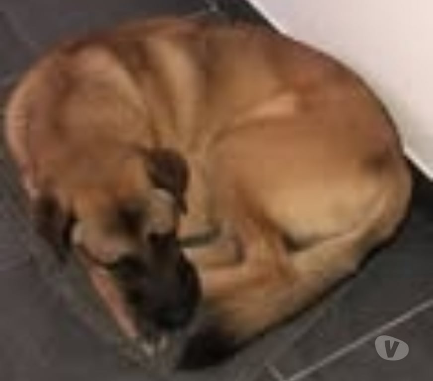 Don animaux Isère St Marcellin - 38160 - Photos Vivastreet Chien ASTON à l adoption