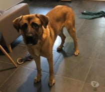 Chien ASTON à l adoption