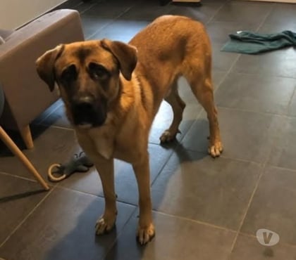 Adoption animaux St Marcellin Isère - Photos Vivastreet Chien ASTON à l adoption