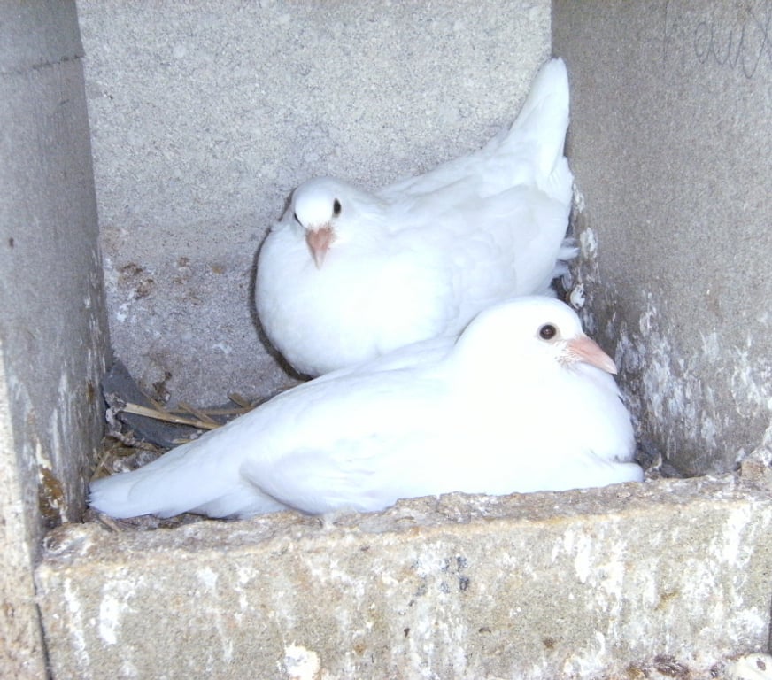 Vente Seine-et-Marne Bagneaux sur Loing - 77167 - Photos Vivastreet Pigeons reproducteurs hubbell blanc