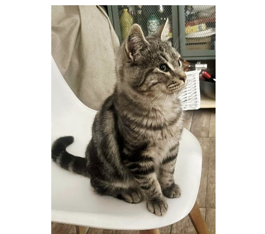 Don animaux Aude Carcassonne - Photos Vivastreet Jarry jeune chaton adorable 5 mois cherche famille