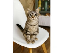 Jarry jeune chaton adorable 5 mois cherche famille