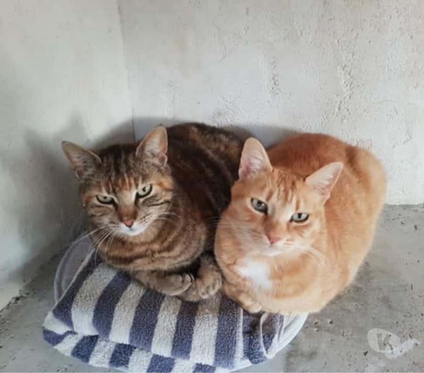 Don animaux Aude Carcassonne - Photos Vivastreet Jai et Fri 2 adorables chattes inséparables cherche sauveur